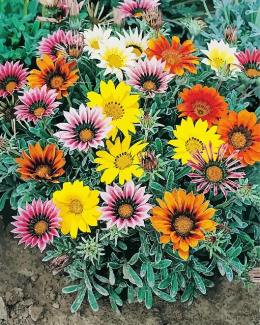 Gazania Flowers paint by numbers