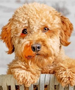 Goldendoodle Closeup paint by numbers