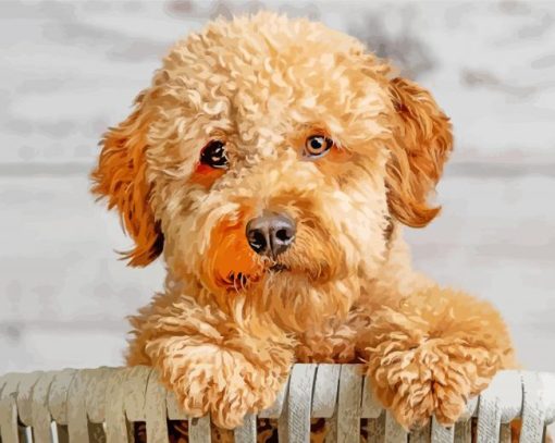 Goldendoodle Closeup paint by numbers