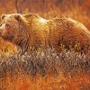 Grizzly Bear paint by numbers