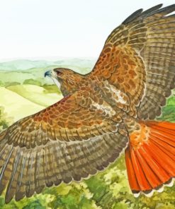 Hawk Bird Flying paint by numbers