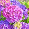 Hydrangea Plants paint by numbers