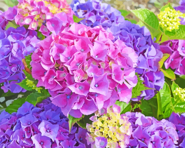 Hydrangea Plants paint by numbers