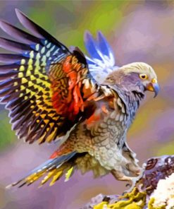 Kea Bird With Colorful Wing paint by numbers