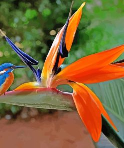 Kingfisher On Paradise Flower paint by numbers