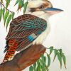 Kookaburra Bird paint by numbers