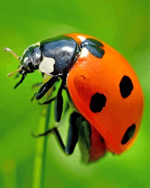 Ladybird Insect paint by numbers