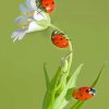 Ladybugs paint by numbers