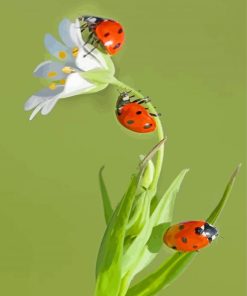 Ladybugs paint by numbers