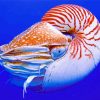 Nautilus paint by numbers