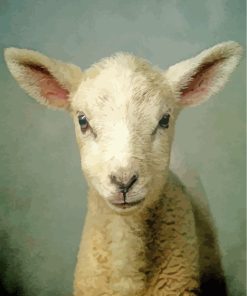 Newborn Lamb paint by numbers