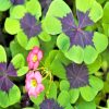 Oxalis Iron Cross paint by numbers