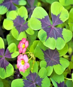 Oxalis Iron Cross paint by numbers