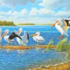 Pelicans Bird paint by numbers