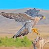 Peregrine Falcon paint by number