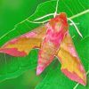 Pink Moth Butterfly paint by numbers