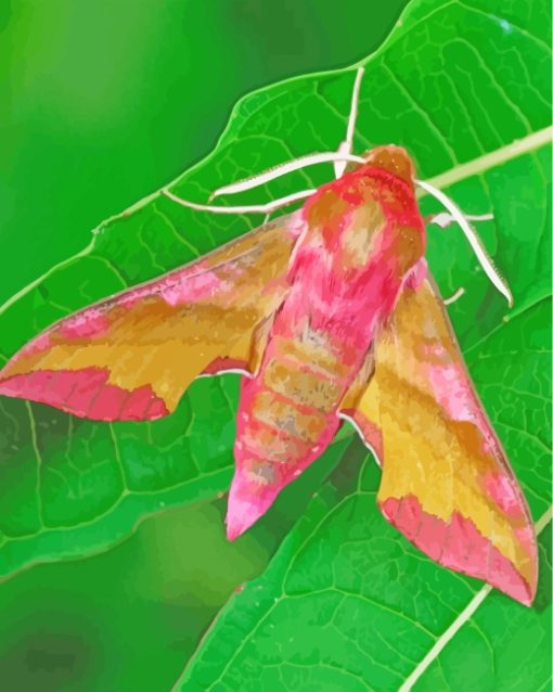 Pink Moth Butterfly paint by numbers