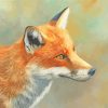 Red Fox Head Paint by numbers