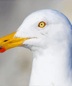 Seagull Bird Head paint by numbers