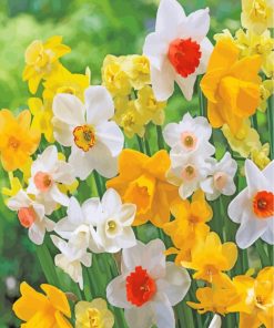 Spring Daffodil paint by numbers