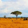Tsavo East National Park Kenya Africa paint by number