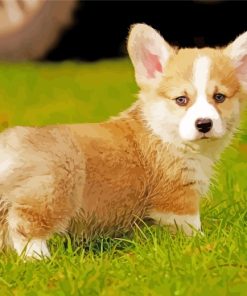 Welsh corgi dog paint by numbers