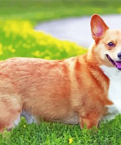 Welsh Corgi Puppy paint by numbers