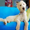 White Goldendoodle Dog paint by numbers