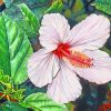 White Hibiscus Flower paint by numbers