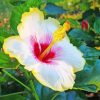 White And Yellow Hibiscus Flower paint by numbers