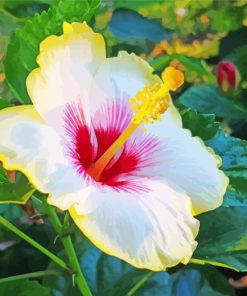 White And Yellow Hibiscus Flower paint by numbers