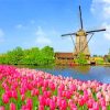 Windmills And Flowers At Kinderdijk paint by numbers