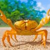 Yellow Crab paint by numbers