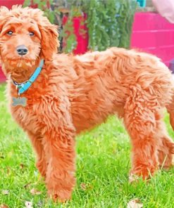 Adorable Golden Doodle paint by numbers