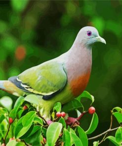Aesthetic Columbidae paint by number