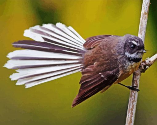 Aesthetic Fantail Bird paint by numbers
