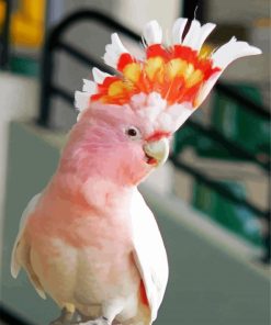Aesthetic Galah Bird paint by number