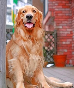Aesthetic Golden Retriever Dog paint by number