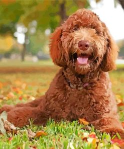 Aesthetic Labradoodle paint by numbers