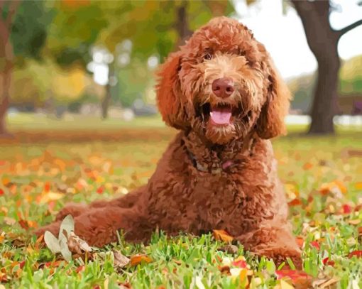 Aesthetic Labradoodle paint by numbers