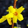 Aesthetic Yellow Forsythia paint by number