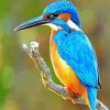 Bird Kingfisher paint by numbers