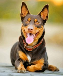 Black And Brown Kelpie Dog paint by numbers