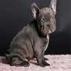 Black Frenchie Bulldog paint by number