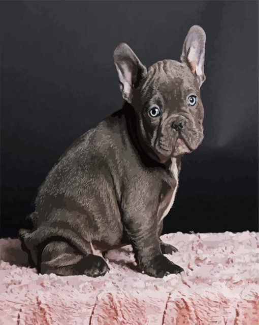 Black Frenchie Bulldog paint by number