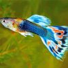 Bleu Guppy Fish paint by numbers