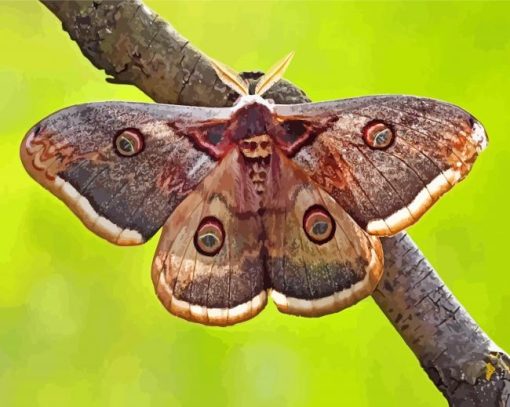 Brown And Beige Moth paint by numbers