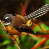 Brown Fantail Bird paint by number