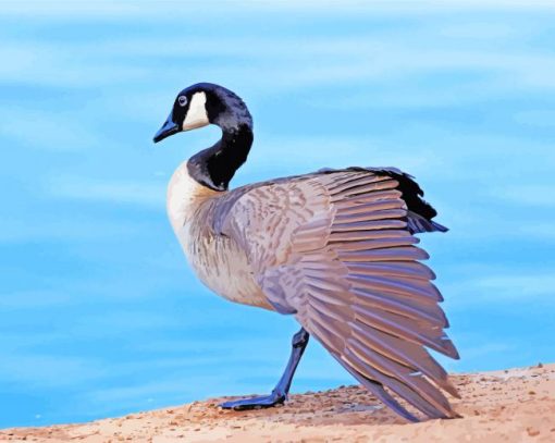 Canada Goose Bird paint by numbers