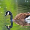 Canadian Goose In Water paint by numbers